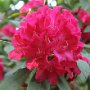 Rhododendron rustica